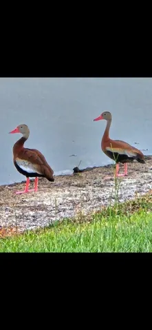 Ducks enjoying the lake