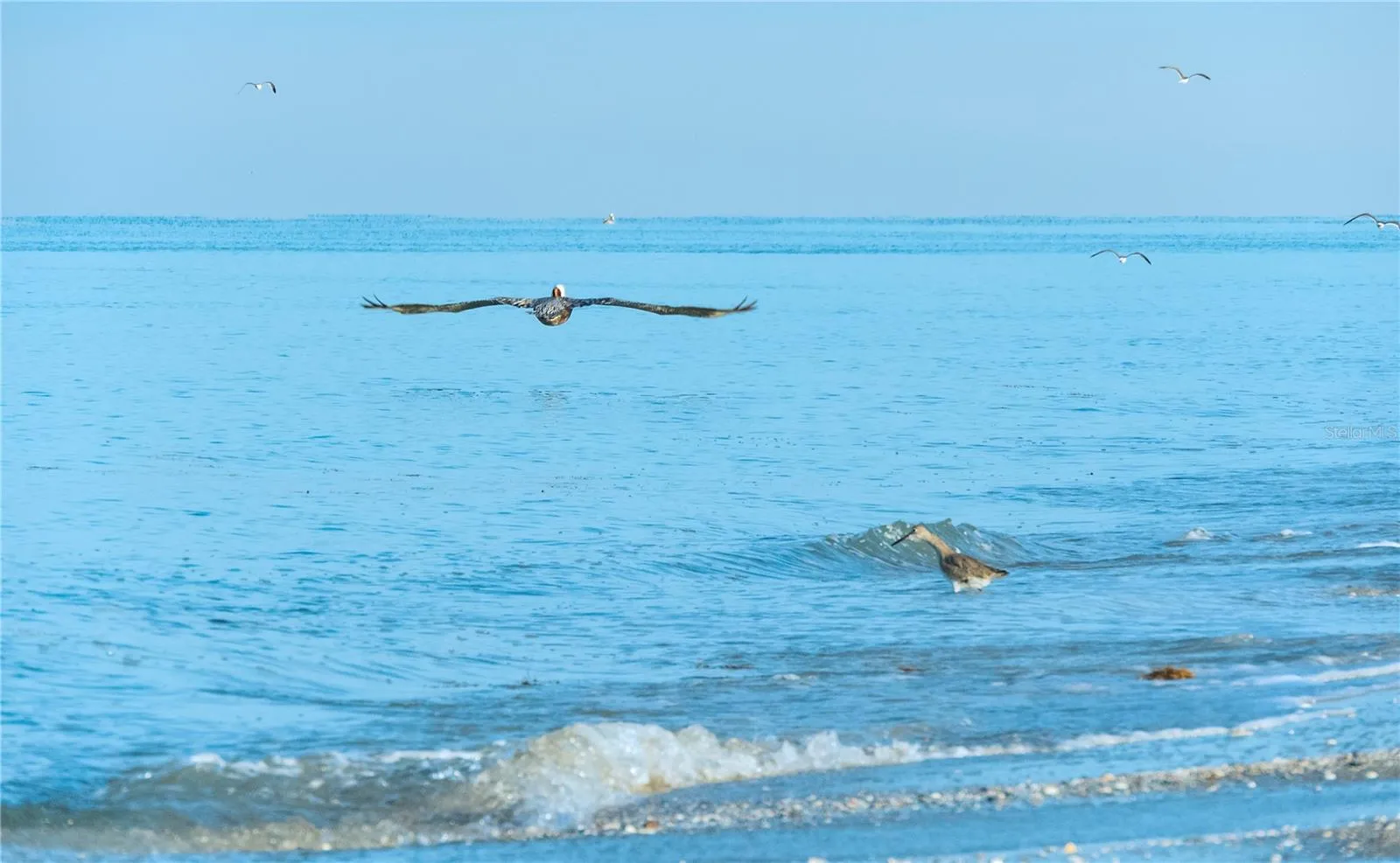 Pelican in flight