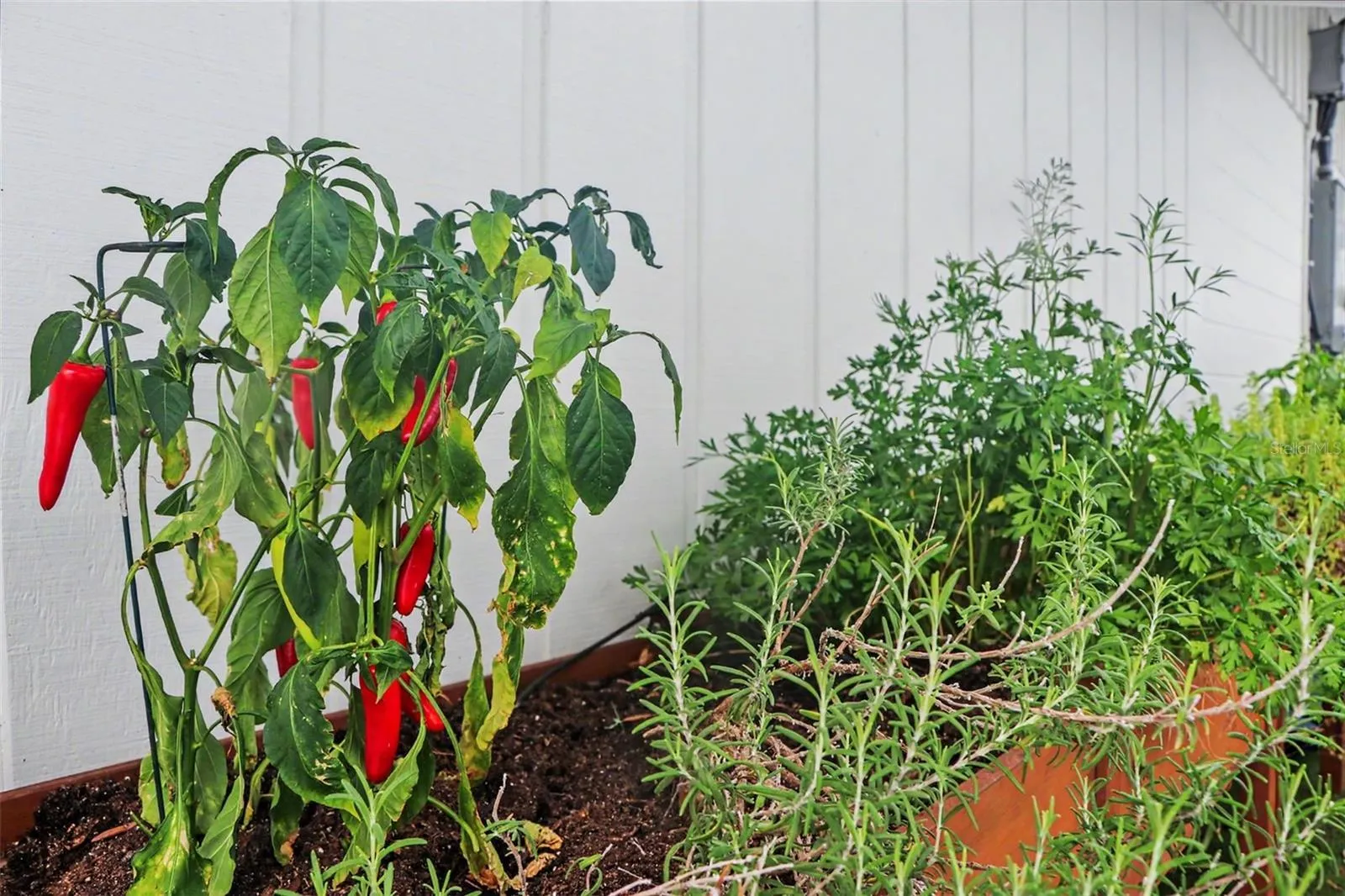 Side of Home - Herb & Spice Garden 1
