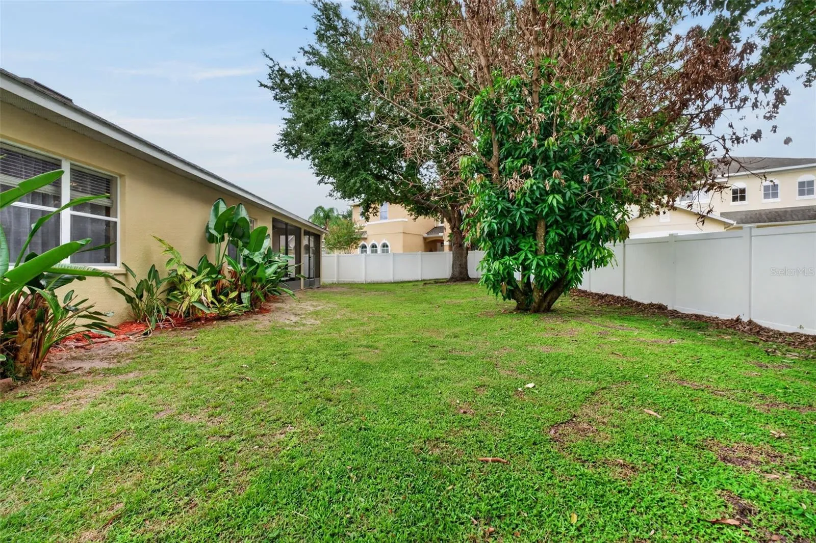 Your Backyard (mango and avocado trees)
