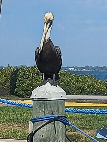 Locals