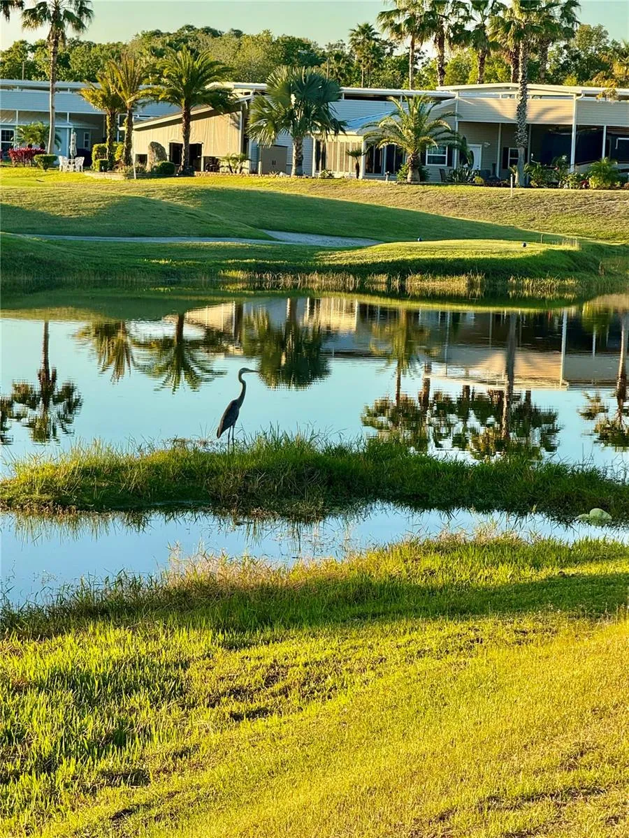 Lots of wildlife on the ponds