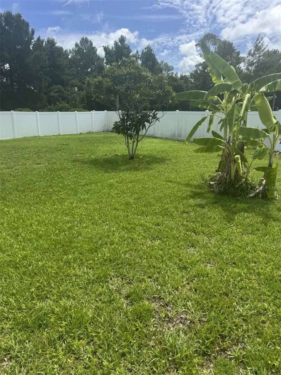 back yard view 2