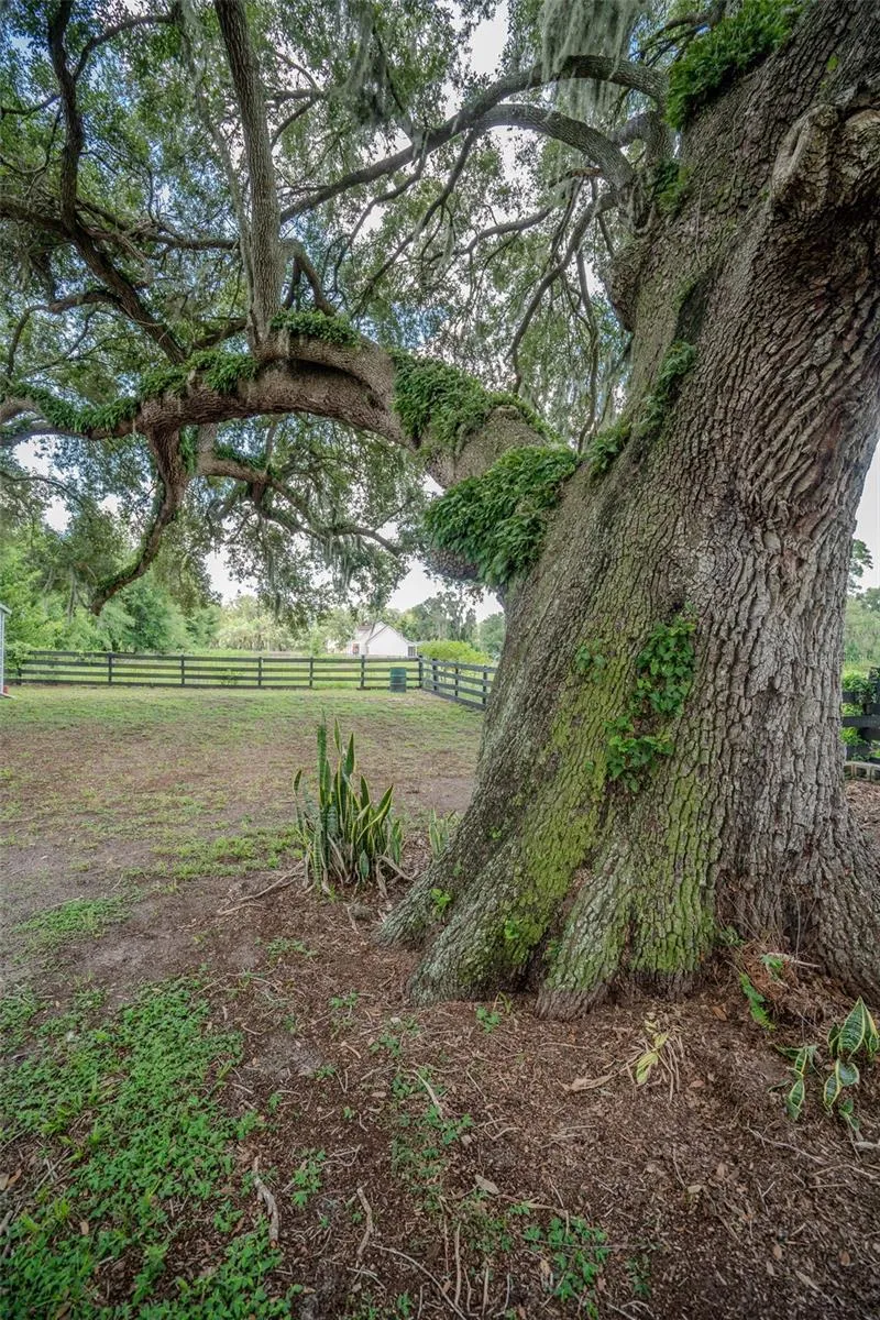 Centuries old oak