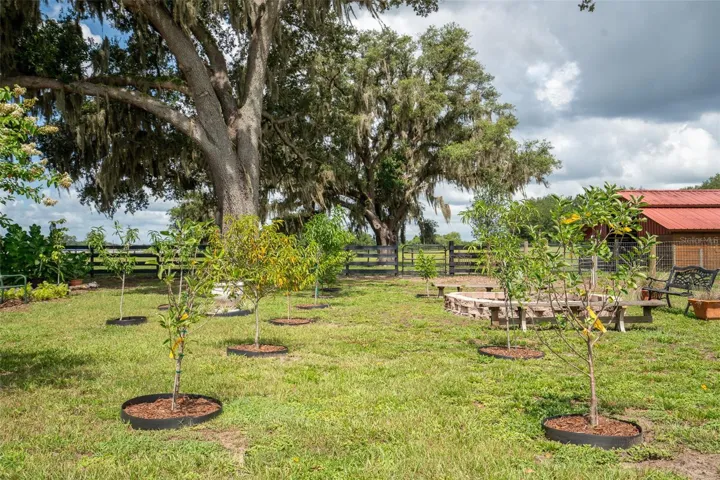 Orchard