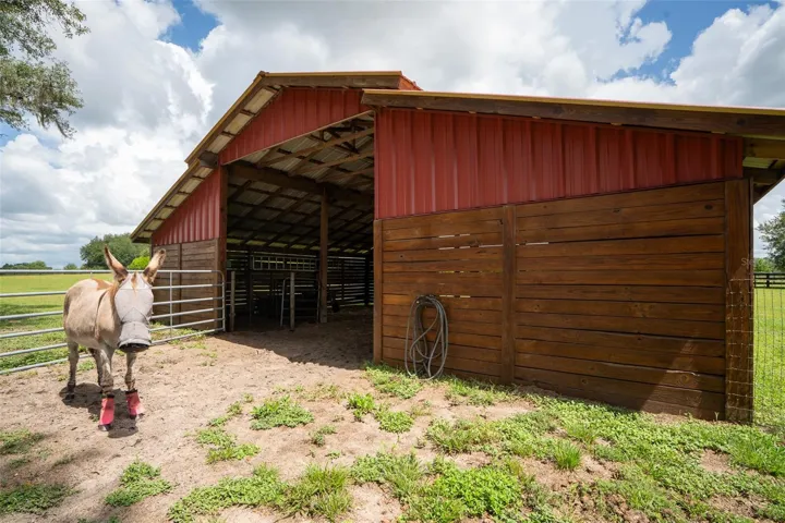 Barn and Donkey
