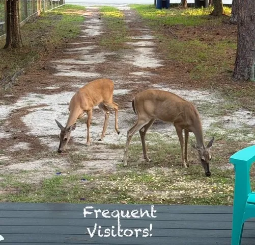 Deer stopping by
