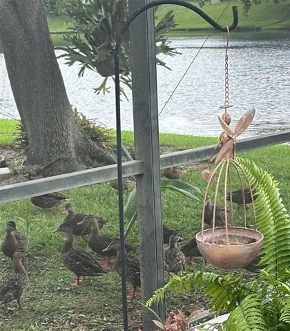 wild life!  don't forget to feed the ducks!