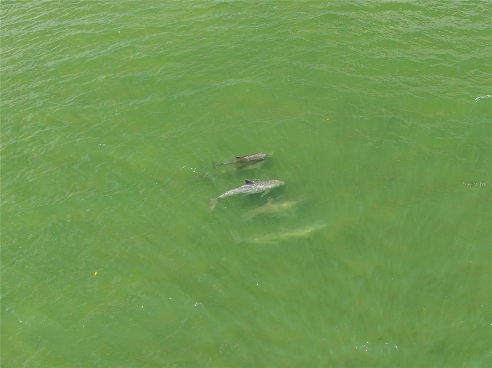 Marine life is a regular siting passing by the dock and pier.