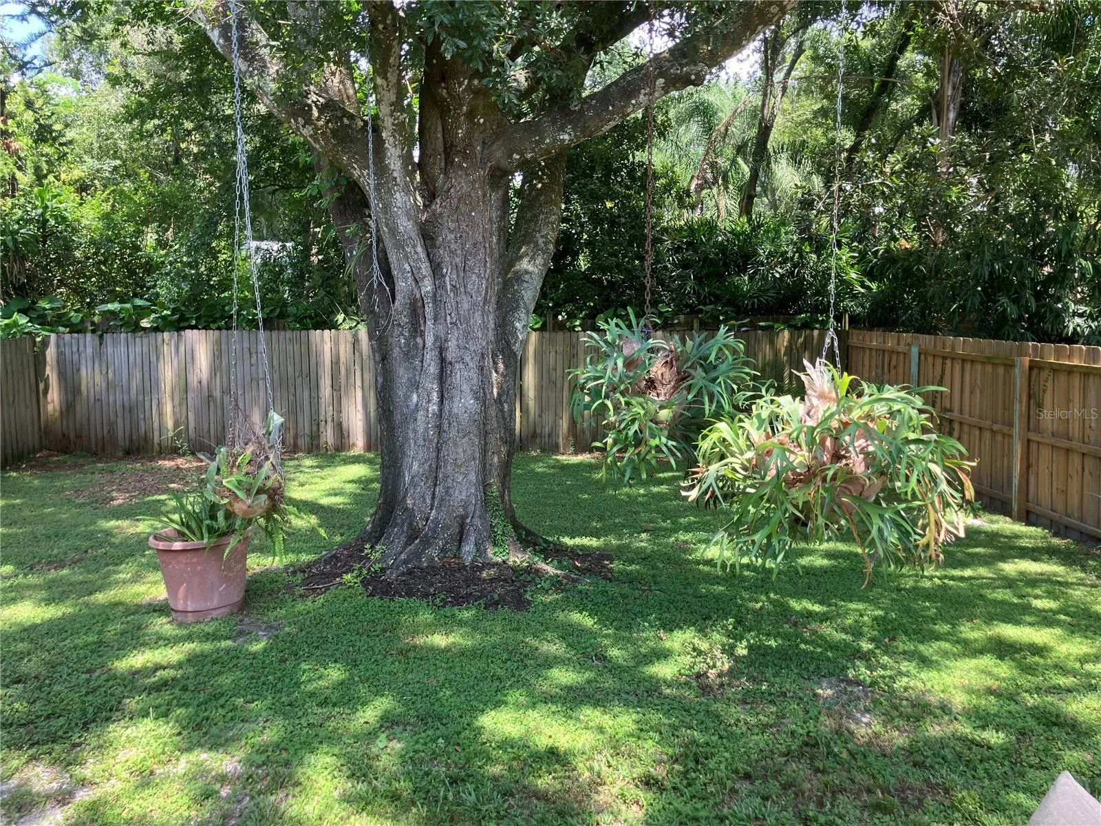 Back yard