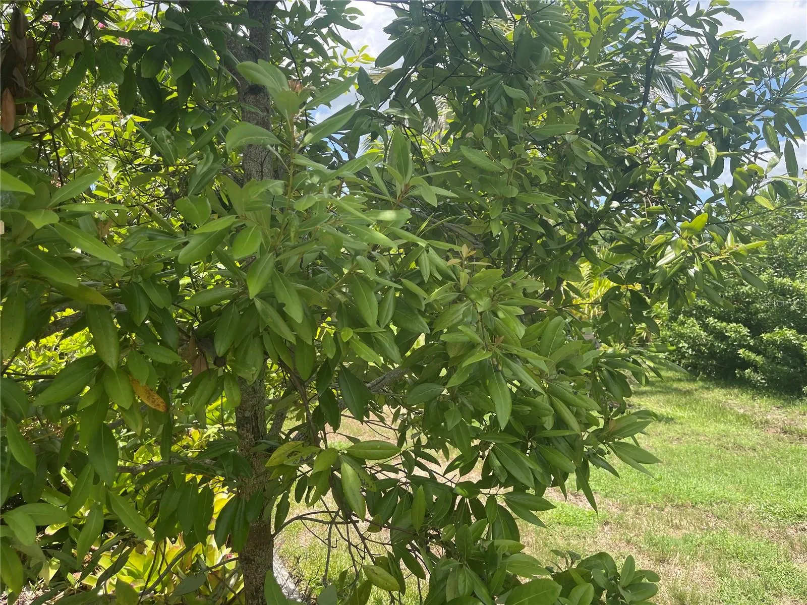 Your own Bay Leaf Tree