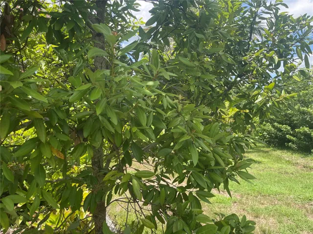 Your own Bay Leaf Tree