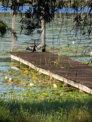 DOCK BIRD
