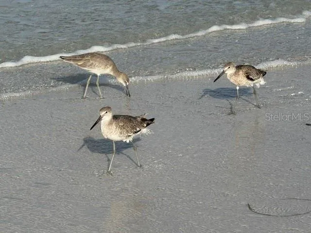 Siesta Key