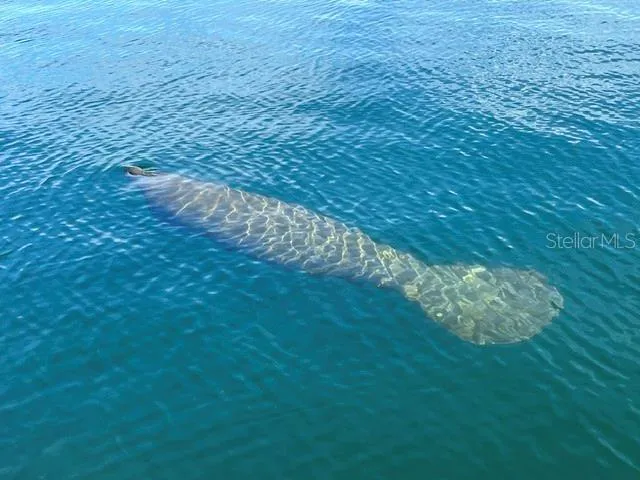 Manatee