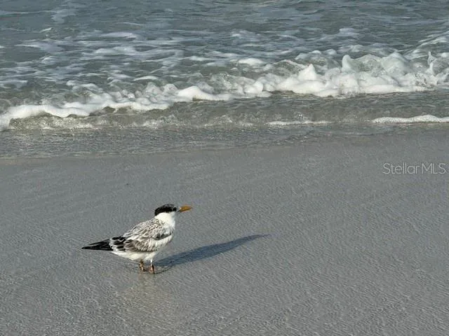 Siesta Key