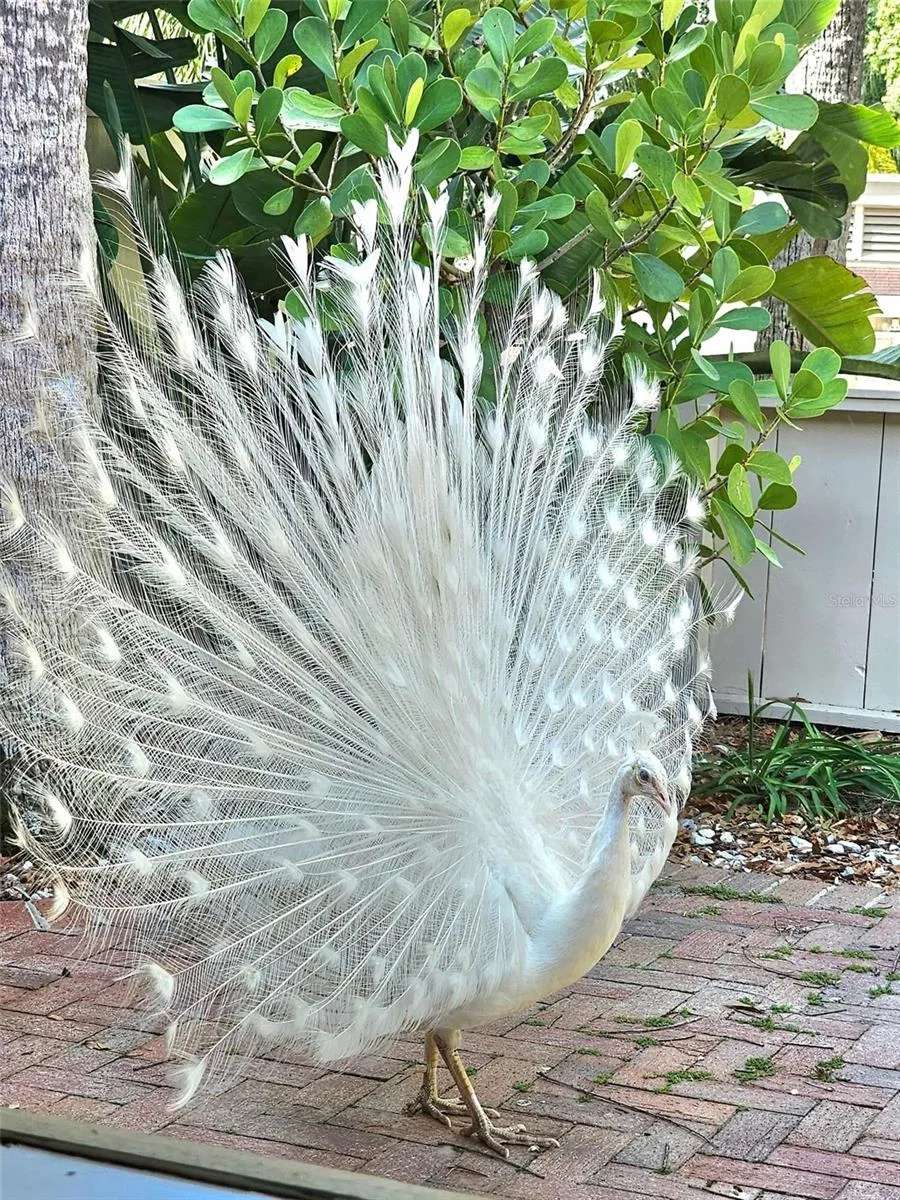 Wildlife in The Springs