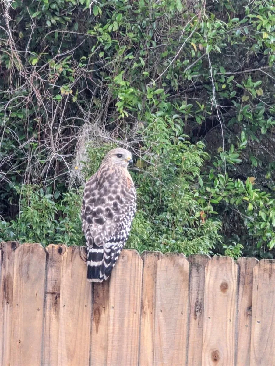 Abundant wildlife, turkeys, sandhill cranes, falcons, owls, and tortoises