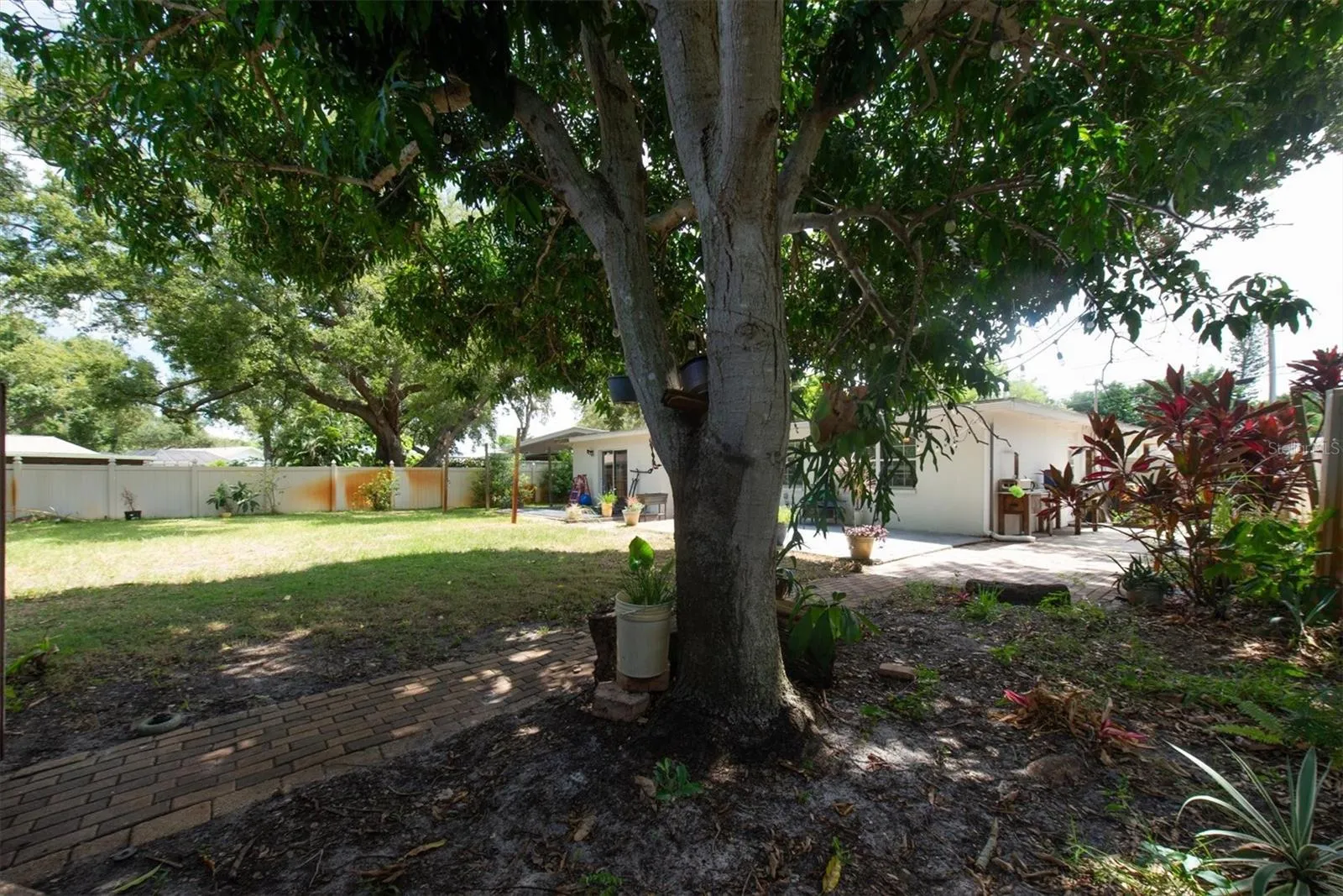 Beautiful Mango tree
