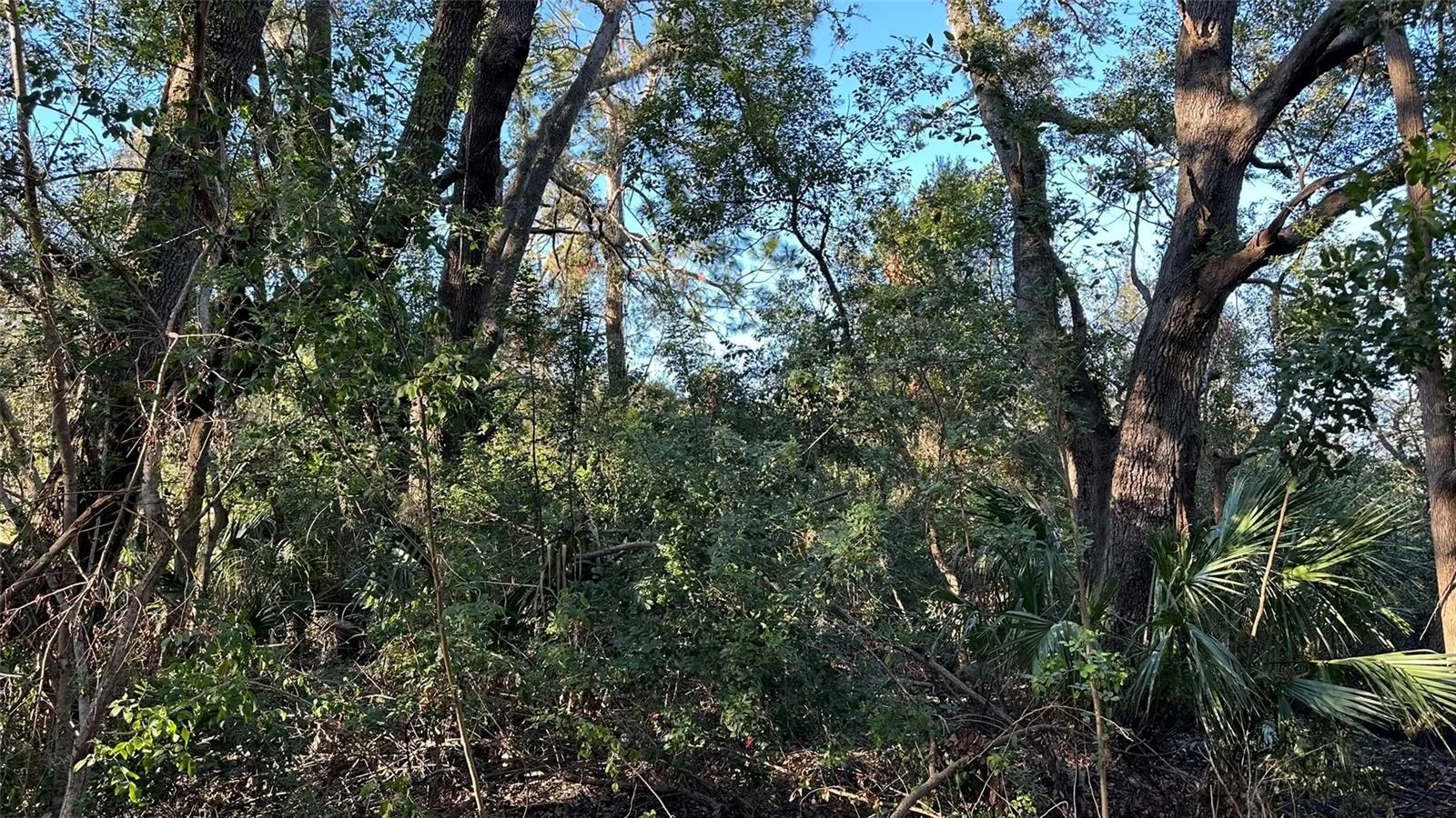 Example of some remaining thick natural areas.
