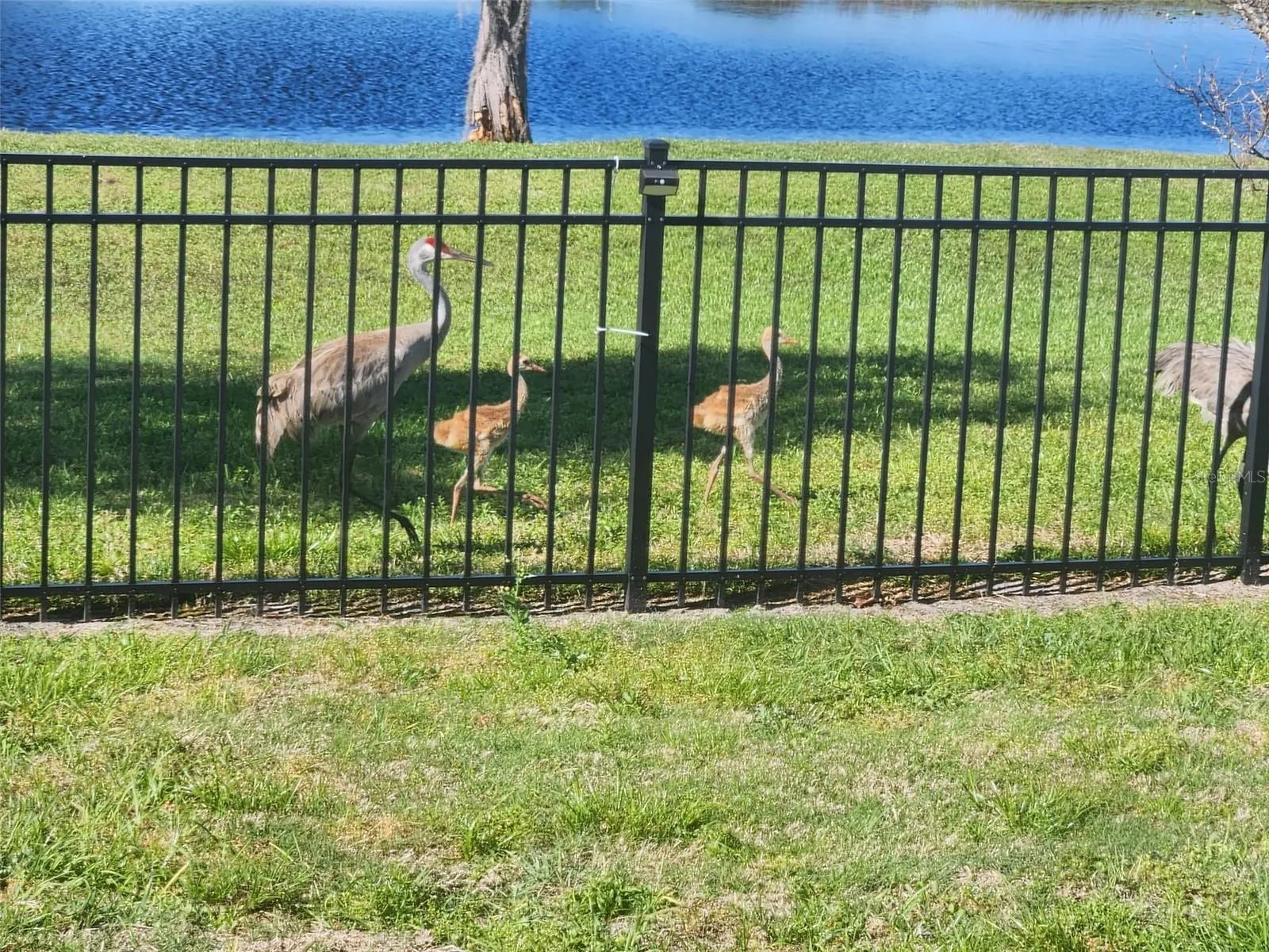 Abundance of wildlife