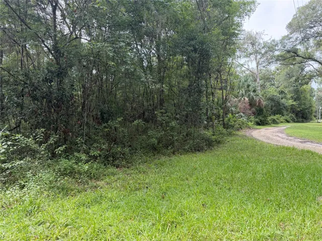 Wooded Area to the Left