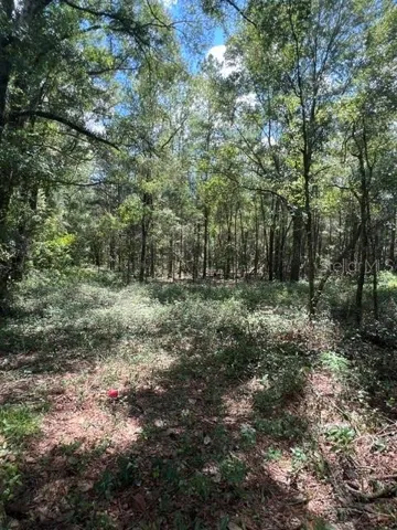 Wooded Interior Photo