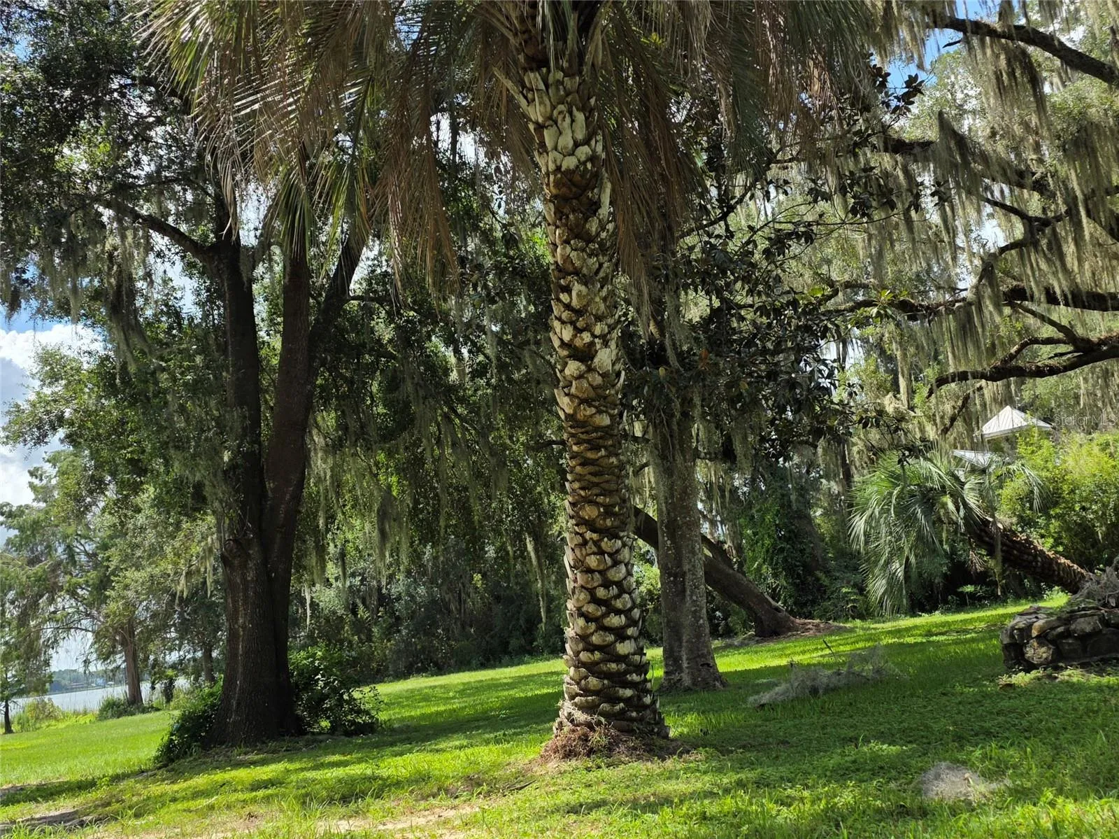 Pretty palms and oaks