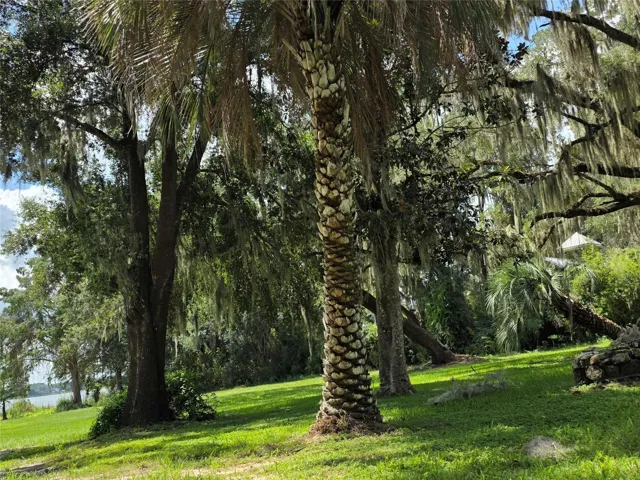 Pretty palms and oaks