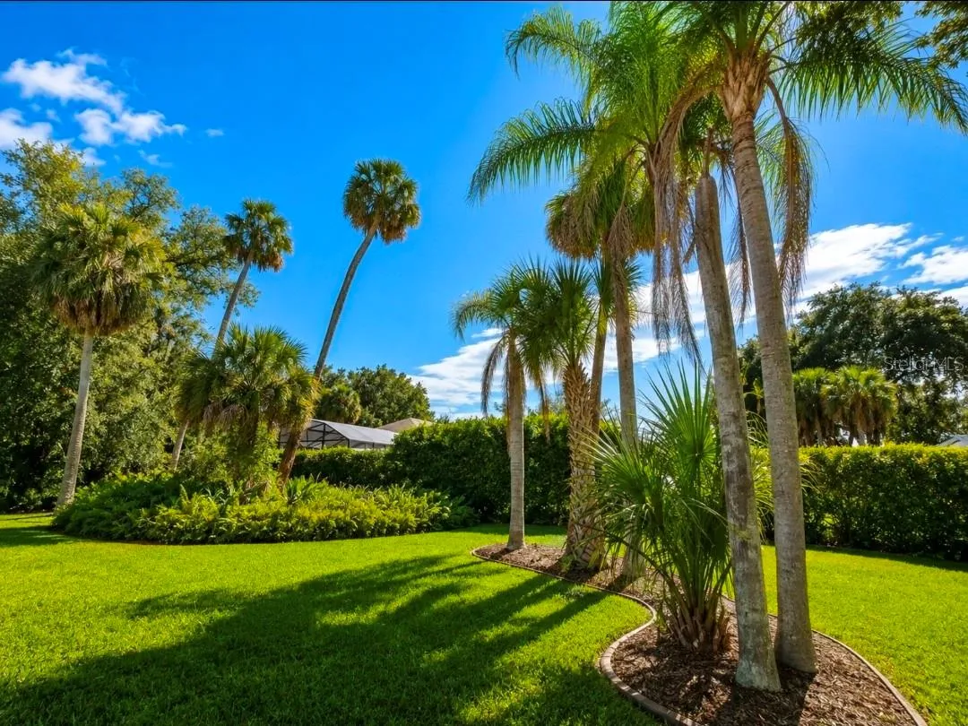 Mature landscapePalms