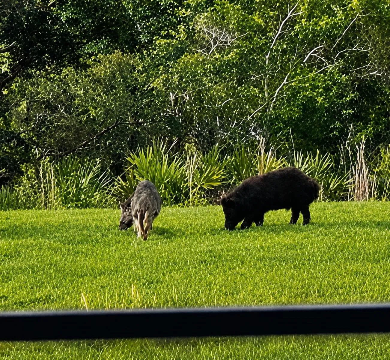 Florida wildlife from your private lanai.
