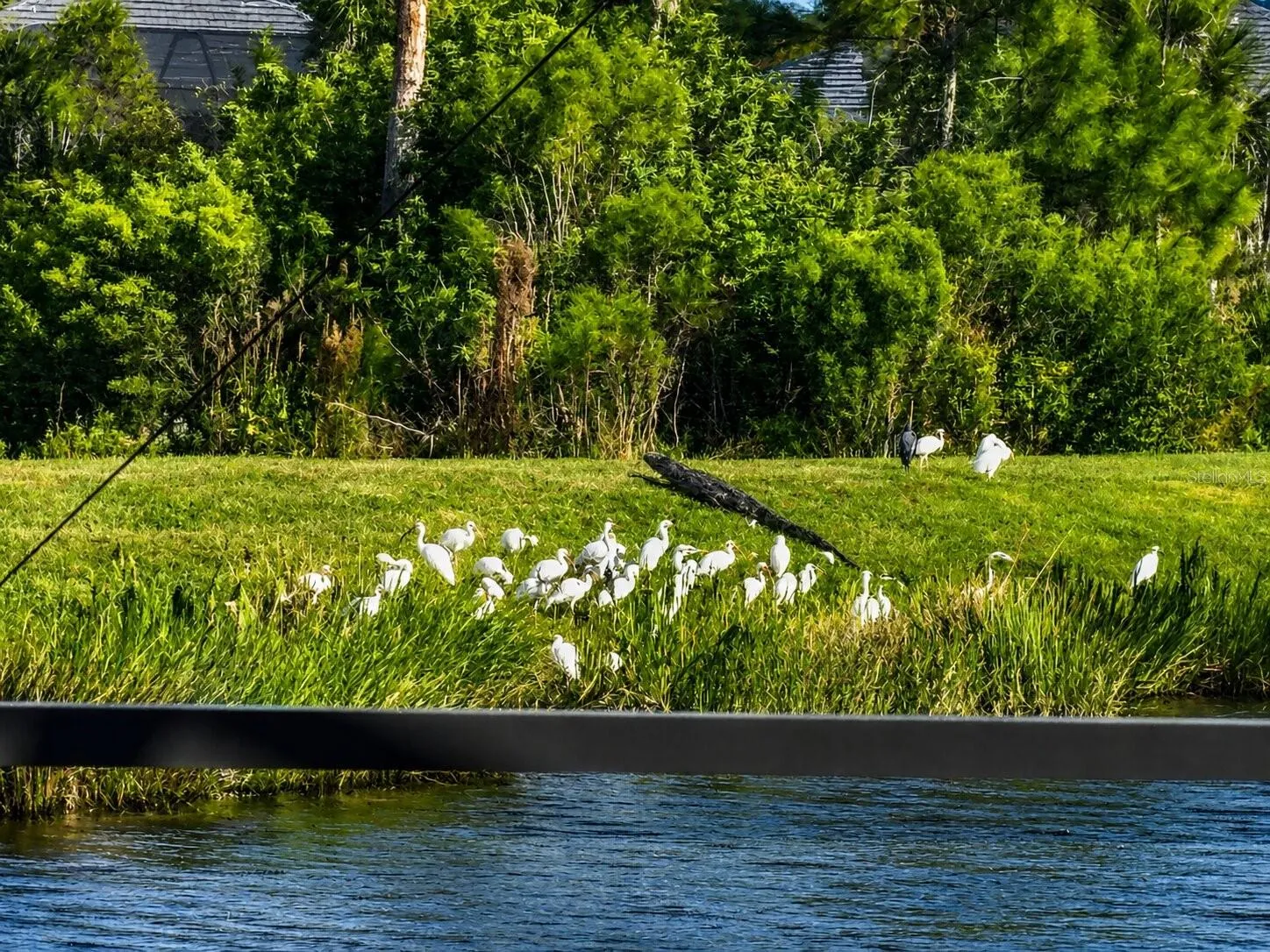 Florida wildlife from your private lanai.