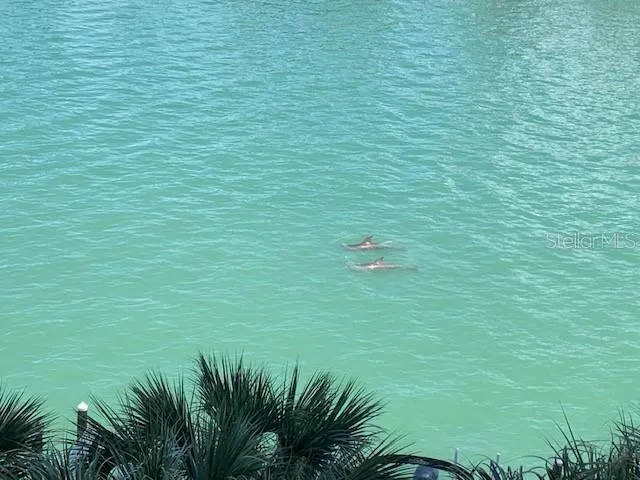 balcony dolphin watching