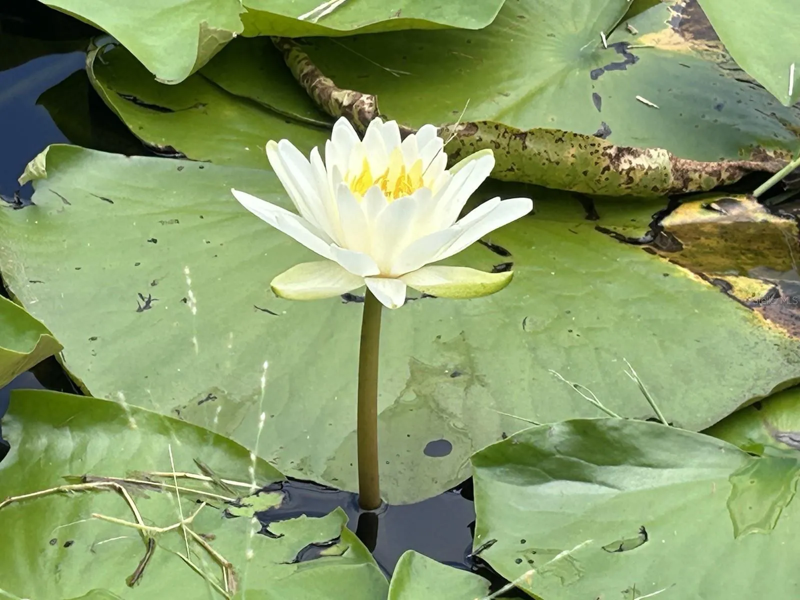 Lily pads