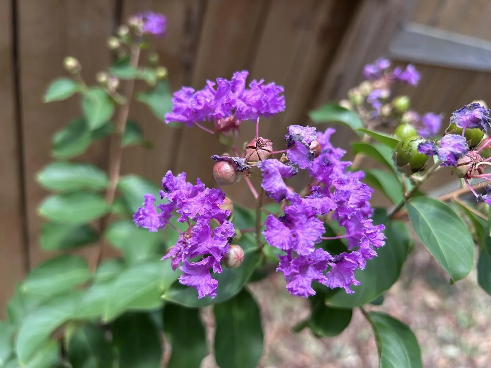 Florida friendly landscaping
