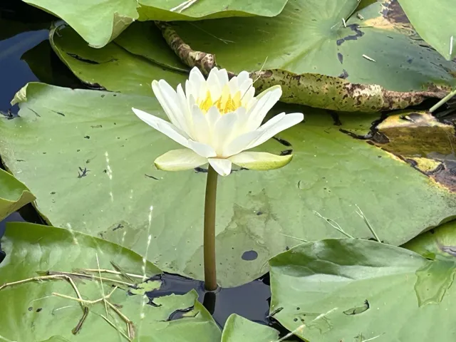 Lily pads