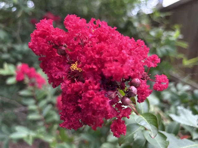 Florida friendly landscaping