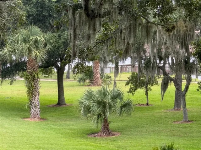 Green And Lush