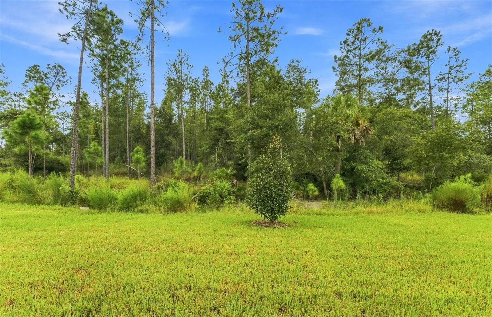 Oversized, North-Facing Wooded View
