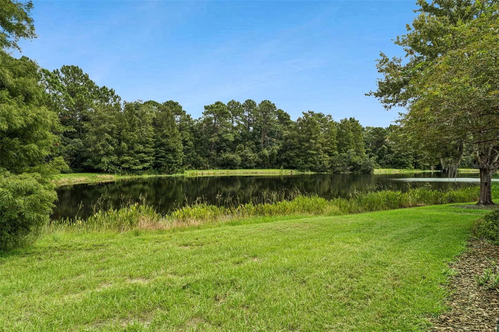 Pond/Conservation area view from the backyard area