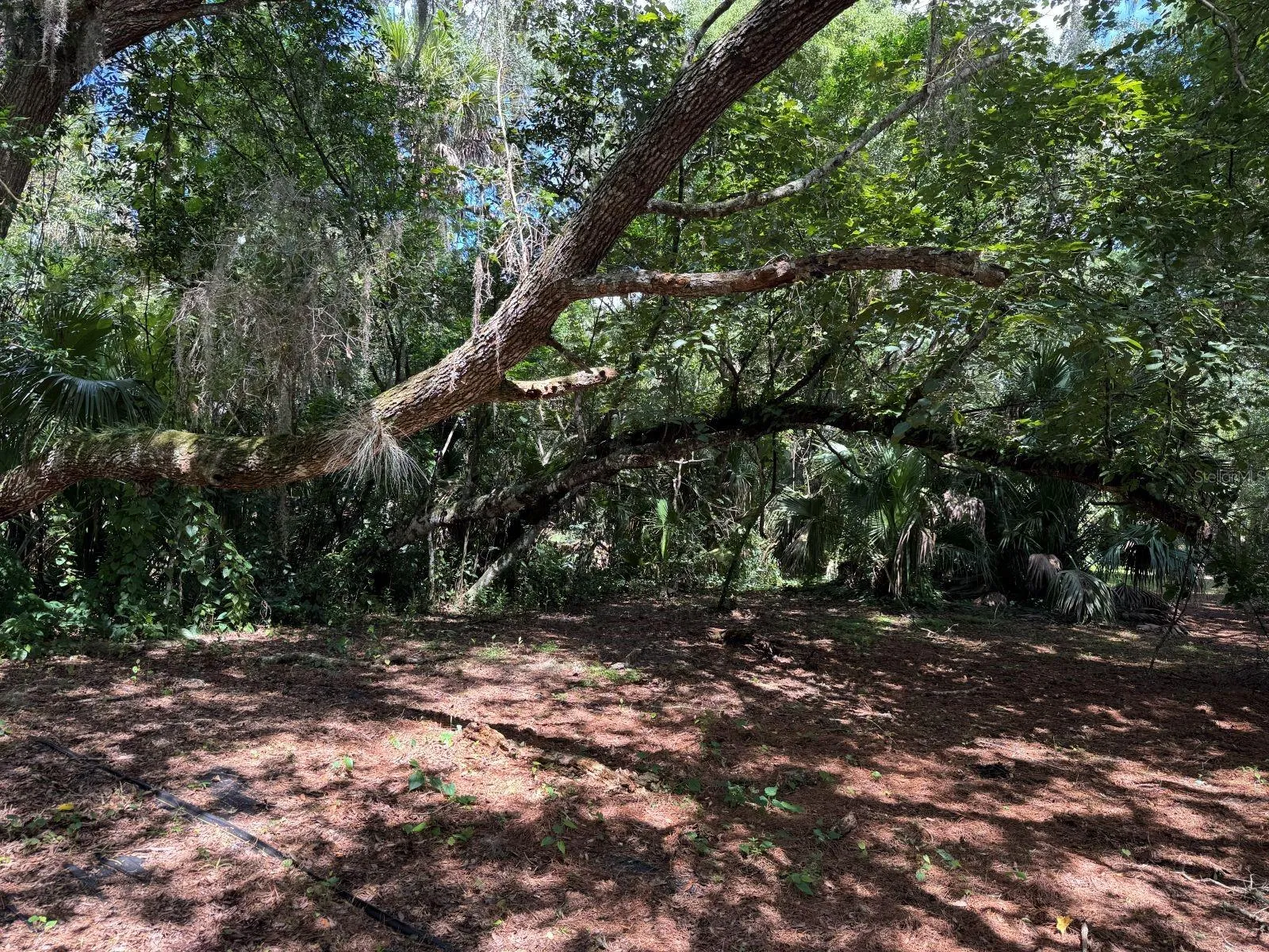 Oak trees along 6 Mile Creek