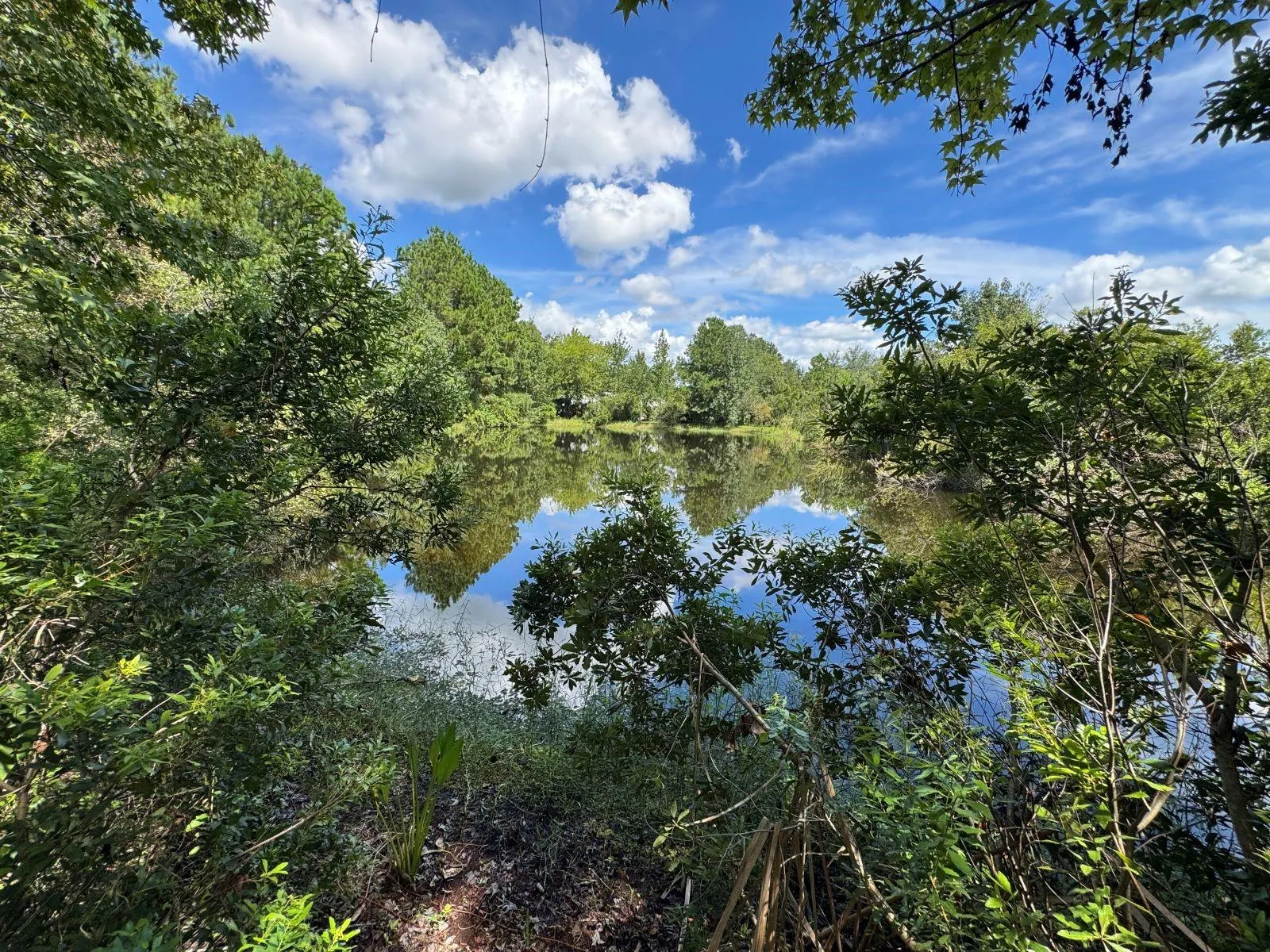 View of the pond from the left property line