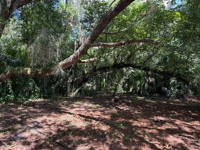 Oak trees along 6 Mile Creek