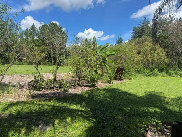Elderberry and banana trees along with sweet potato vines