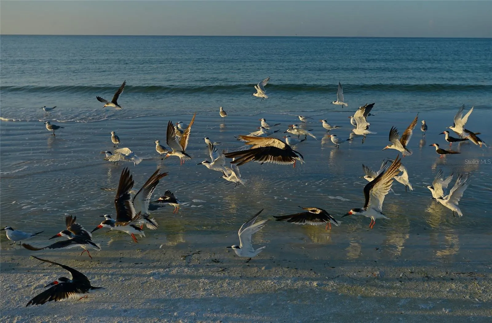 Florida Wildlife