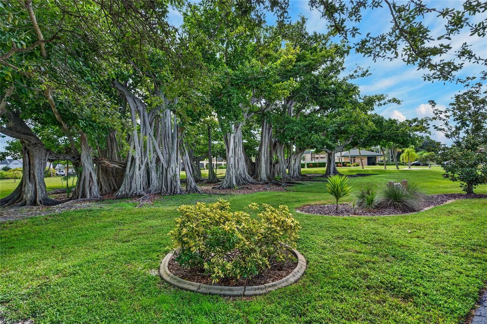 Banyan Trees