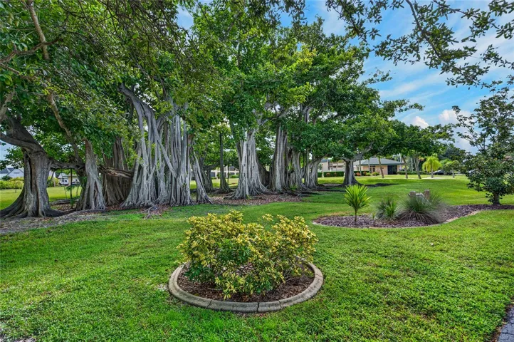 Banyan Trees