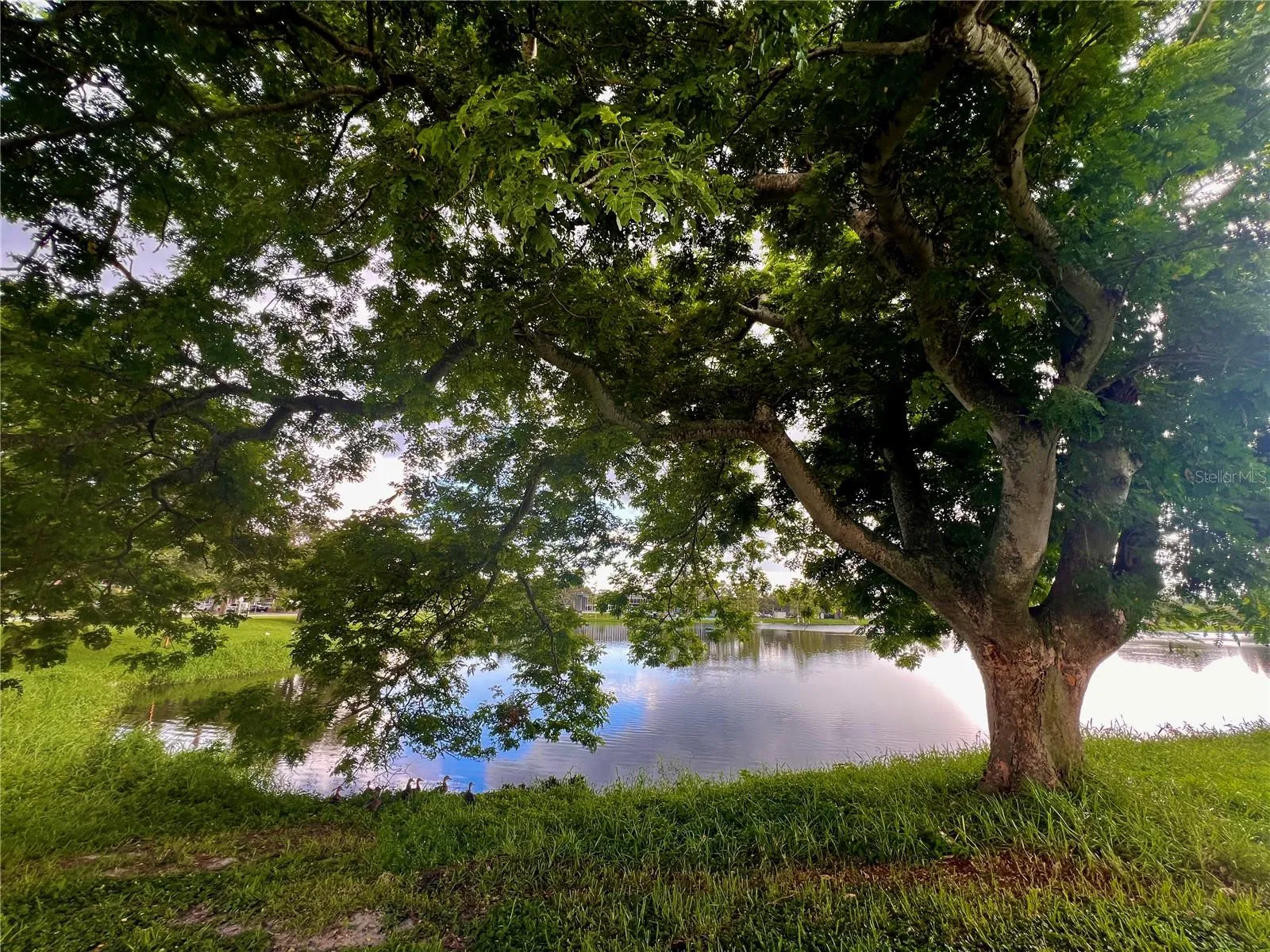 Mature trees and ducks! give the grounds a park like setting!