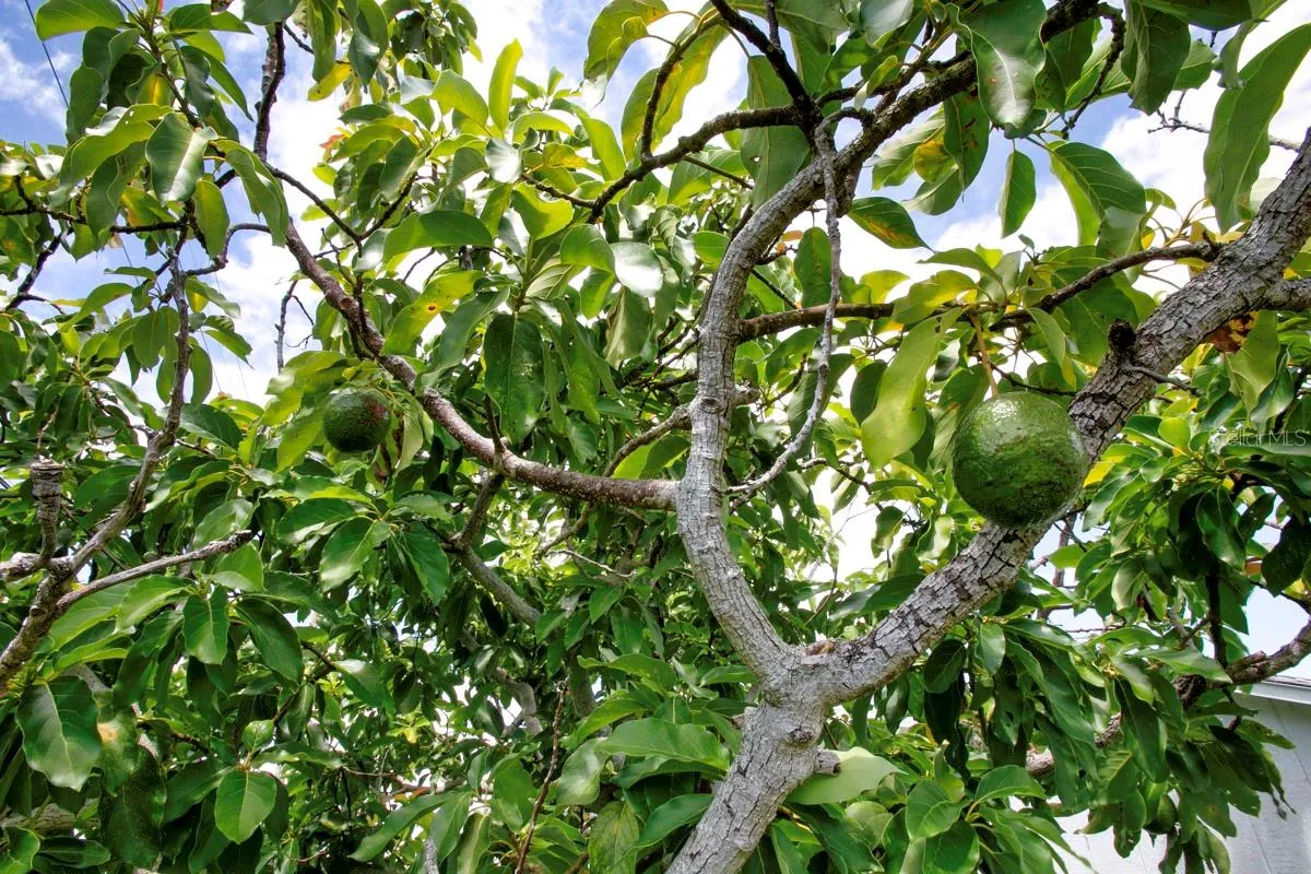 Avocado tree