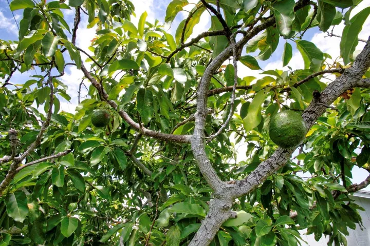 Avocado tree